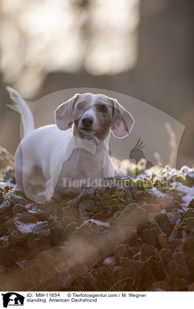 standing  American Dachshund / MW-11654