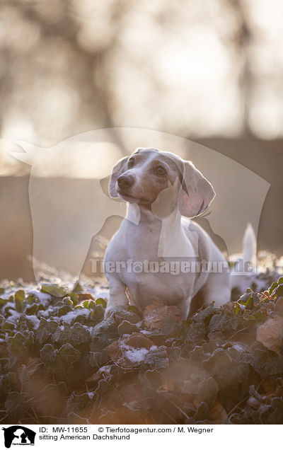 sitting American Dachshund / MW-11655