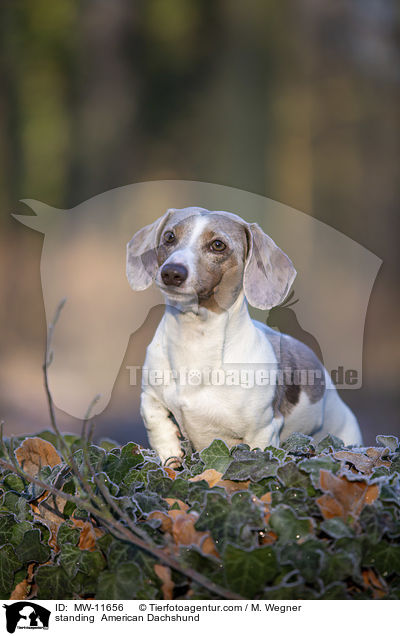 standing  American Dachshund / MW-11656