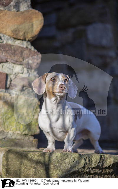 standing  American Dachshund / MW-11660