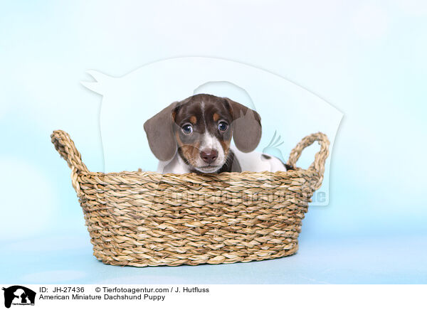 American Miniature Dachshund Puppy / JH-27436