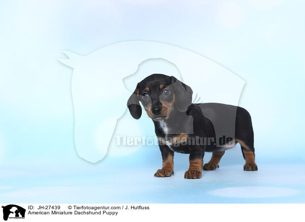 American Miniature Dachshund Puppy / JH-27439