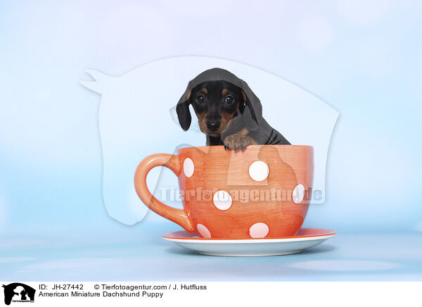 American Miniature Dachshund Puppy / JH-27442