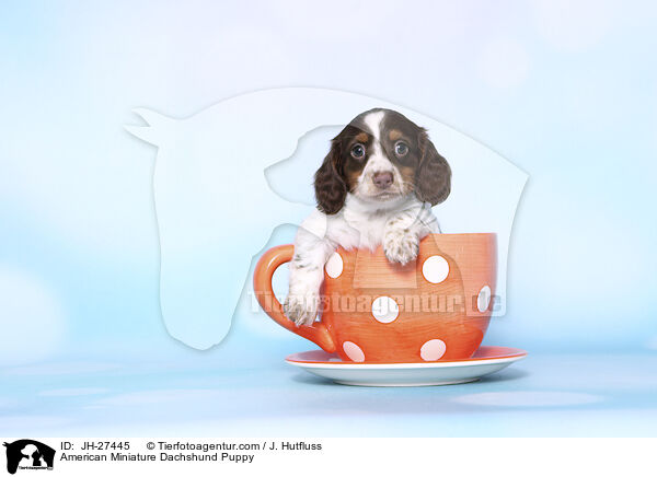 American Miniature Dachshund Puppy / JH-27445