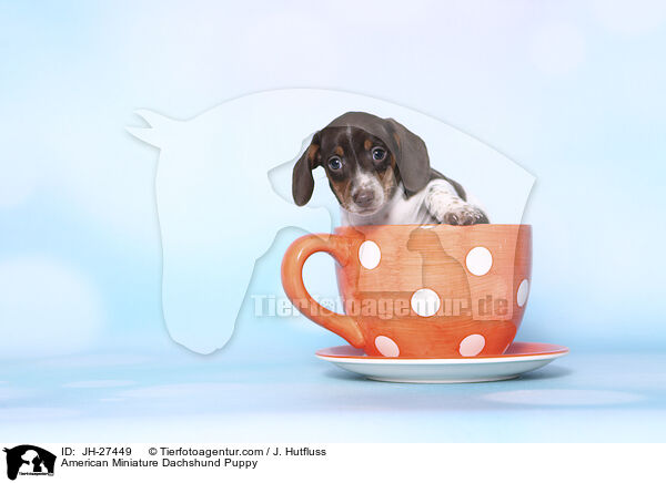 American Miniature Dachshund Puppy / JH-27449