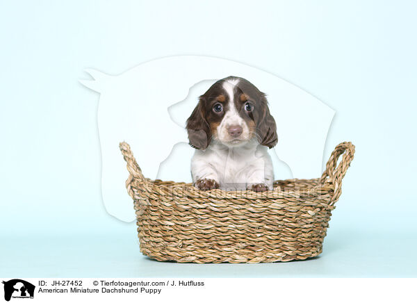 American Miniature Dachshund Puppy / JH-27452