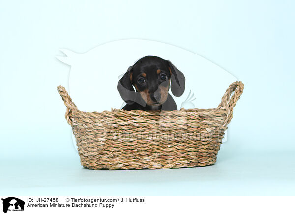 American Miniature Dachshund Puppy / JH-27458