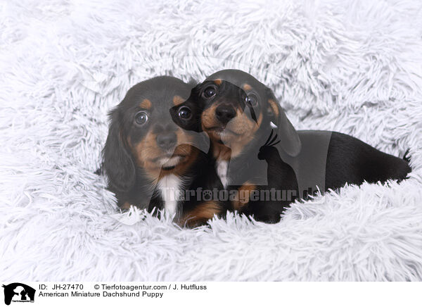 American Miniature Dachshund Puppy / JH-27470
