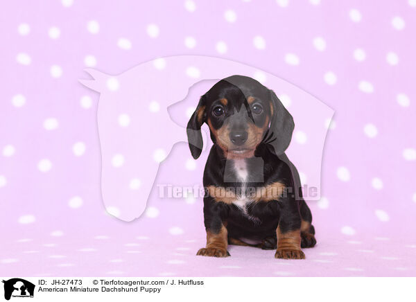 American Miniature Dachshund Puppy / JH-27473