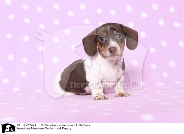 American Miniature Dachshund Puppy / JH-27474