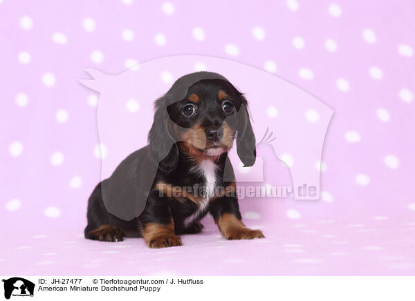 American Miniature Dachshund Puppy / JH-27477