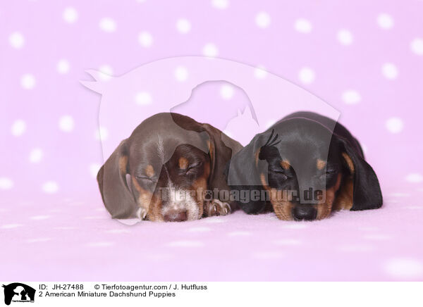 2 American Miniature Dachshund Puppies / JH-27488
