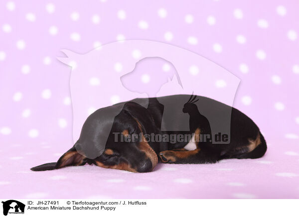 American Miniature Dachshund Puppy / JH-27491