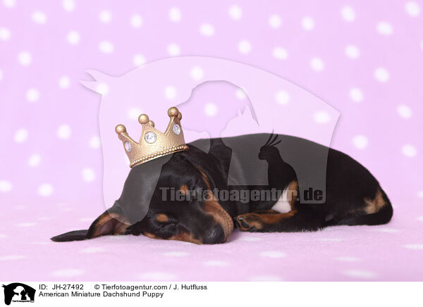 American Miniature Dachshund Puppy / JH-27492