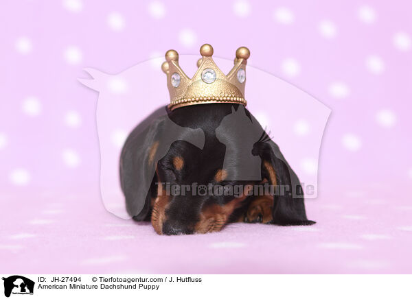 Amerikanischer Zwergdackel Welpe / American Miniature Dachshund Puppy / JH-27494
