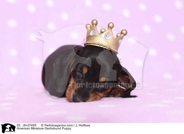 American Miniature Dachshund Puppy / JH-27495