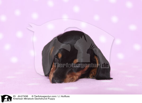 American Miniature Dachshund Puppy / JH-27496