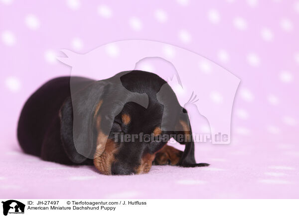 American Miniature Dachshund Puppy / JH-27497