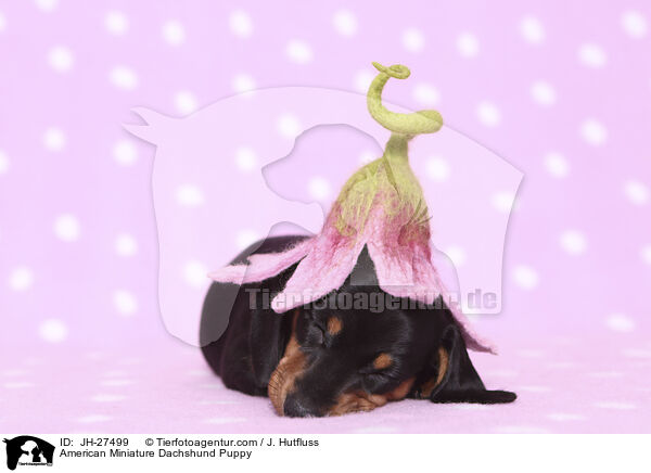 American Miniature Dachshund Puppy / JH-27499