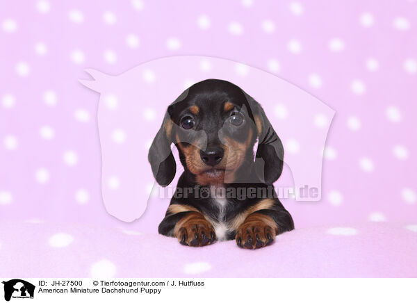 American Miniature Dachshund Puppy / JH-27500