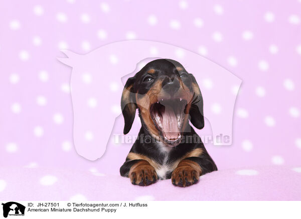 American Miniature Dachshund Puppy / JH-27501