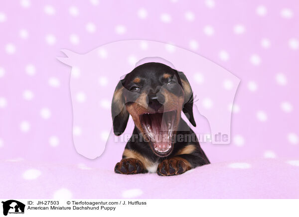 American Miniature Dachshund Puppy / JH-27503