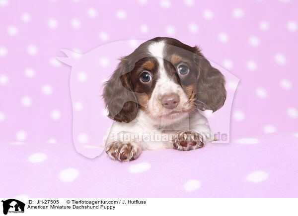 American Miniature Dachshund Puppy / JH-27505