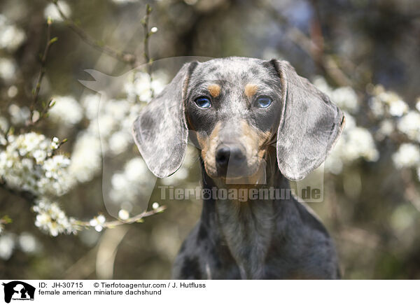 female american miniature dachshund / JH-30715