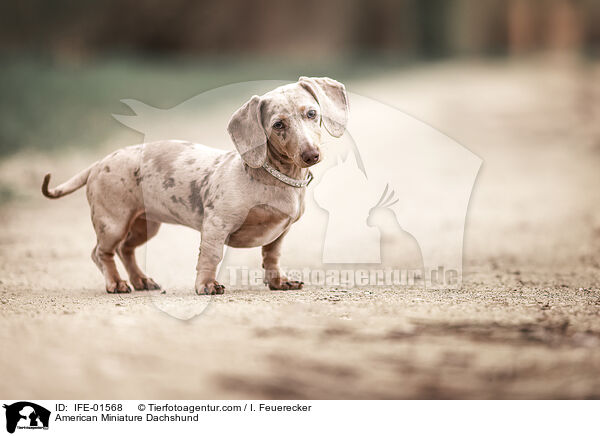 American Miniature Dachshund / IFE-01568