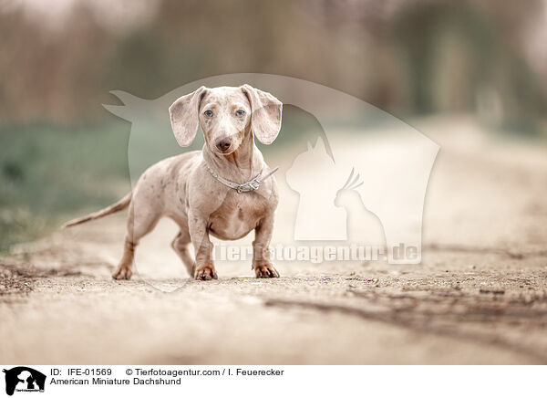 American Miniature Dachshund / IFE-01569