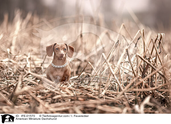 American Miniature Dachshund / IFE-01570