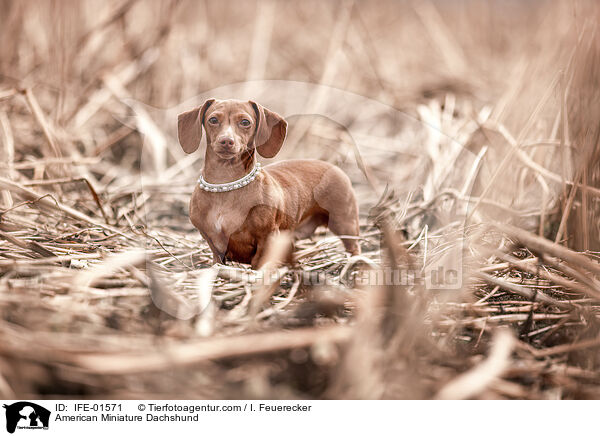 American Miniature Dachshund / IFE-01571