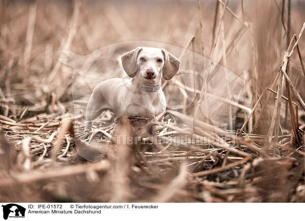 American Miniature Dachshund / IFE-01572