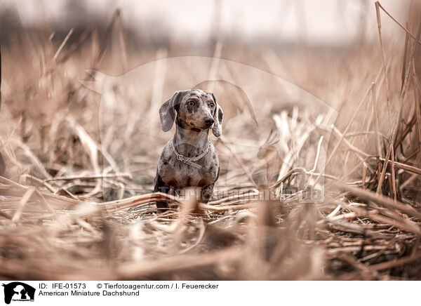 American Miniature Dachshund / IFE-01573