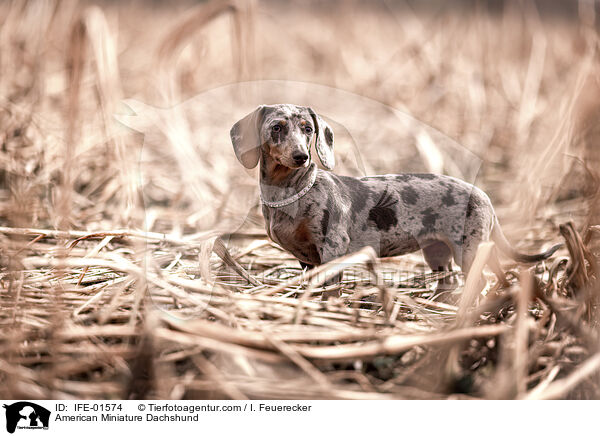 American Miniature Dachshund / IFE-01574