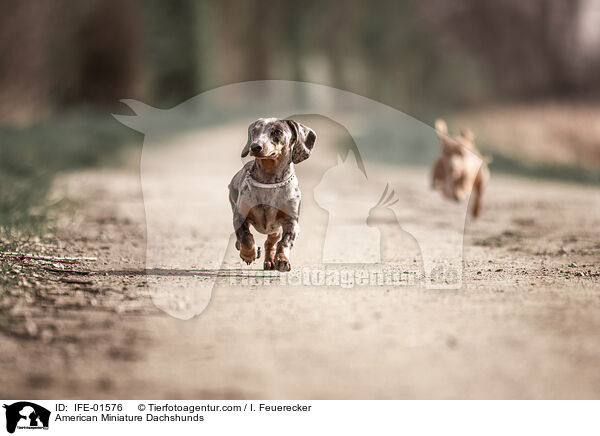 American Miniature Dachshunds / IFE-01576