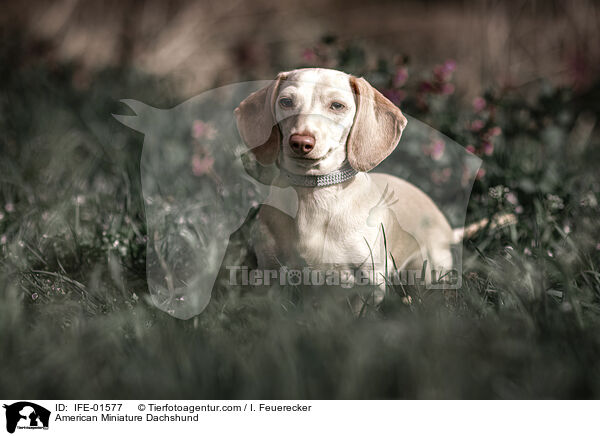 American Miniature Dachshund / IFE-01577