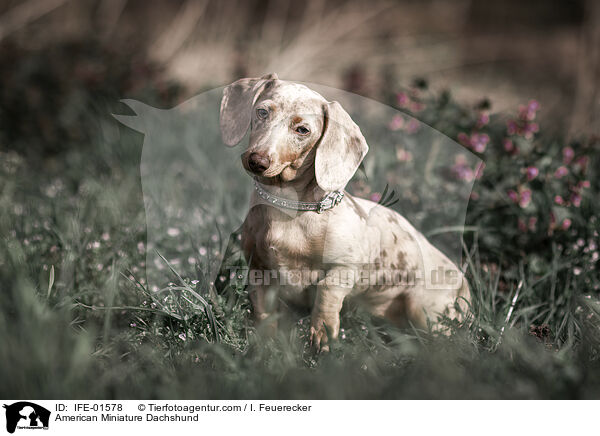 American Miniature Dachshund / IFE-01578
