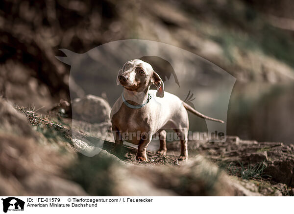American Miniature Dachshund / IFE-01579