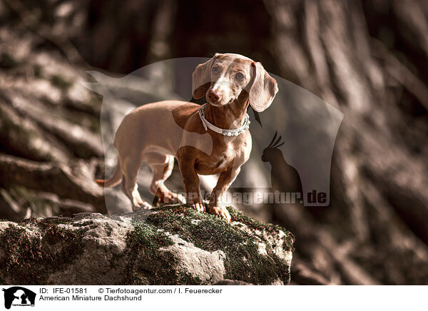 American Miniature Dachshund / IFE-01581