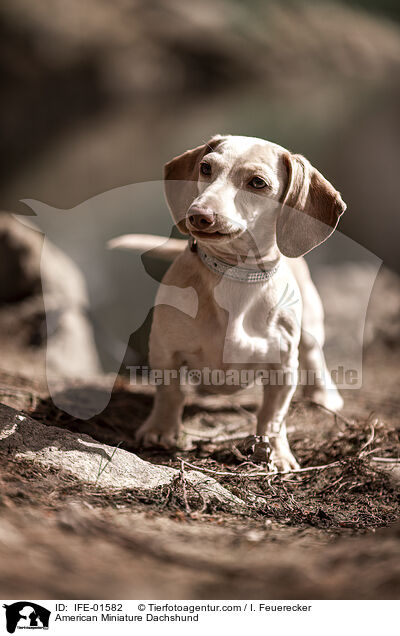 American Miniature Dachshund / IFE-01582