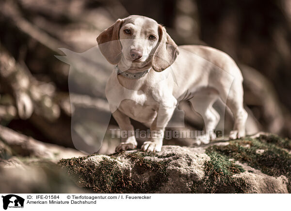 American Miniature Dachshund / IFE-01584