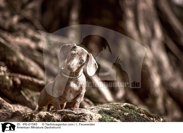 American Miniature Dachshund / IFE-01585