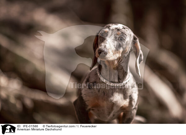 American Miniature Dachshund / IFE-01586