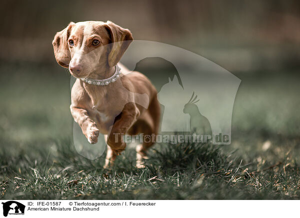 American Miniature Dachshund / IFE-01587
