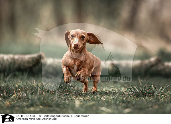 American Miniature Dachshund / IFE-01588