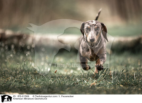 American Miniature Dachshund / IFE-01589