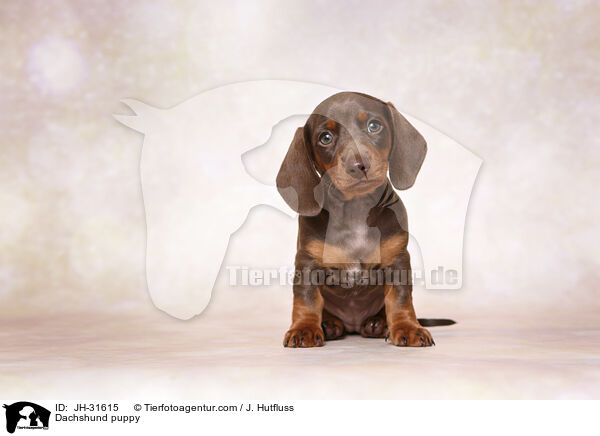 Dachshund puppy / JH-31615