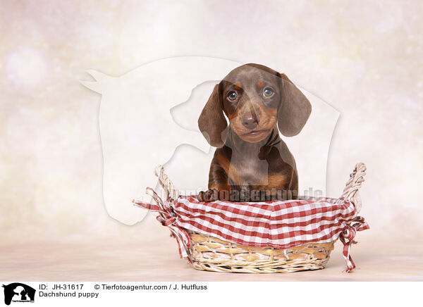 Dachshund puppy / JH-31617
