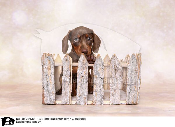 Dackel Welpe / Dachshund puppy / JH-31620
